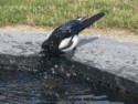 A magpie having a bath